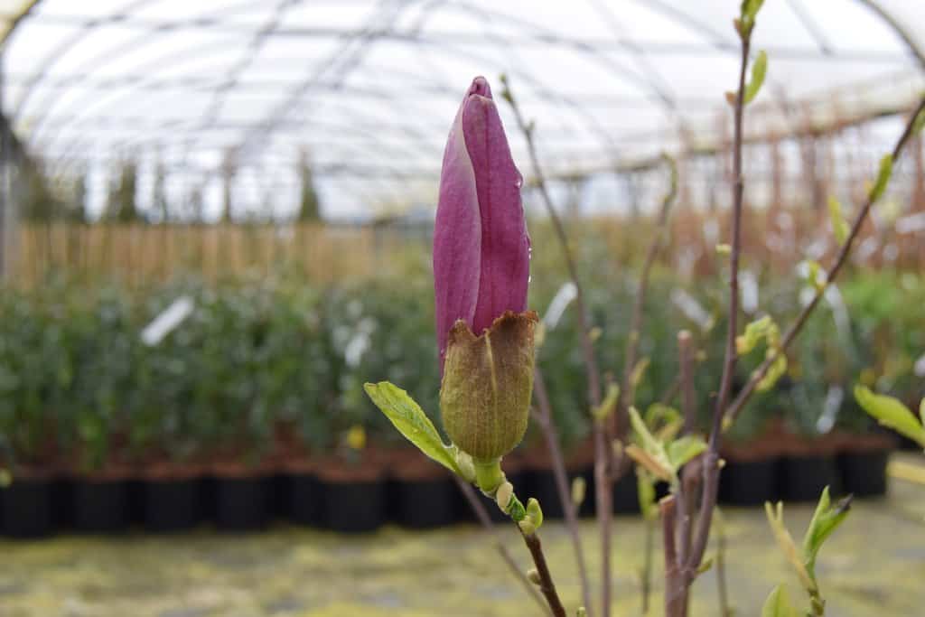 Magnolia liliiflora 'Nigra' 250-300 cm
